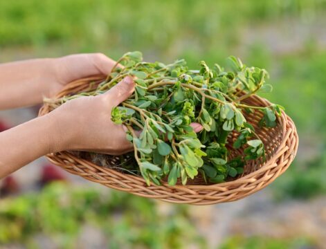Purslane: A Wild Weed That Deserves a Place on Your Plate