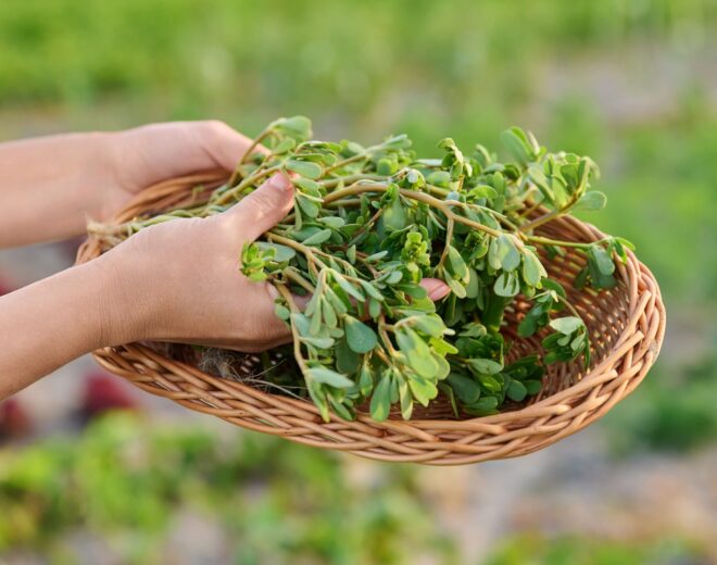 Purslane: A Wild Weed That Deserves a Place on Your Plate