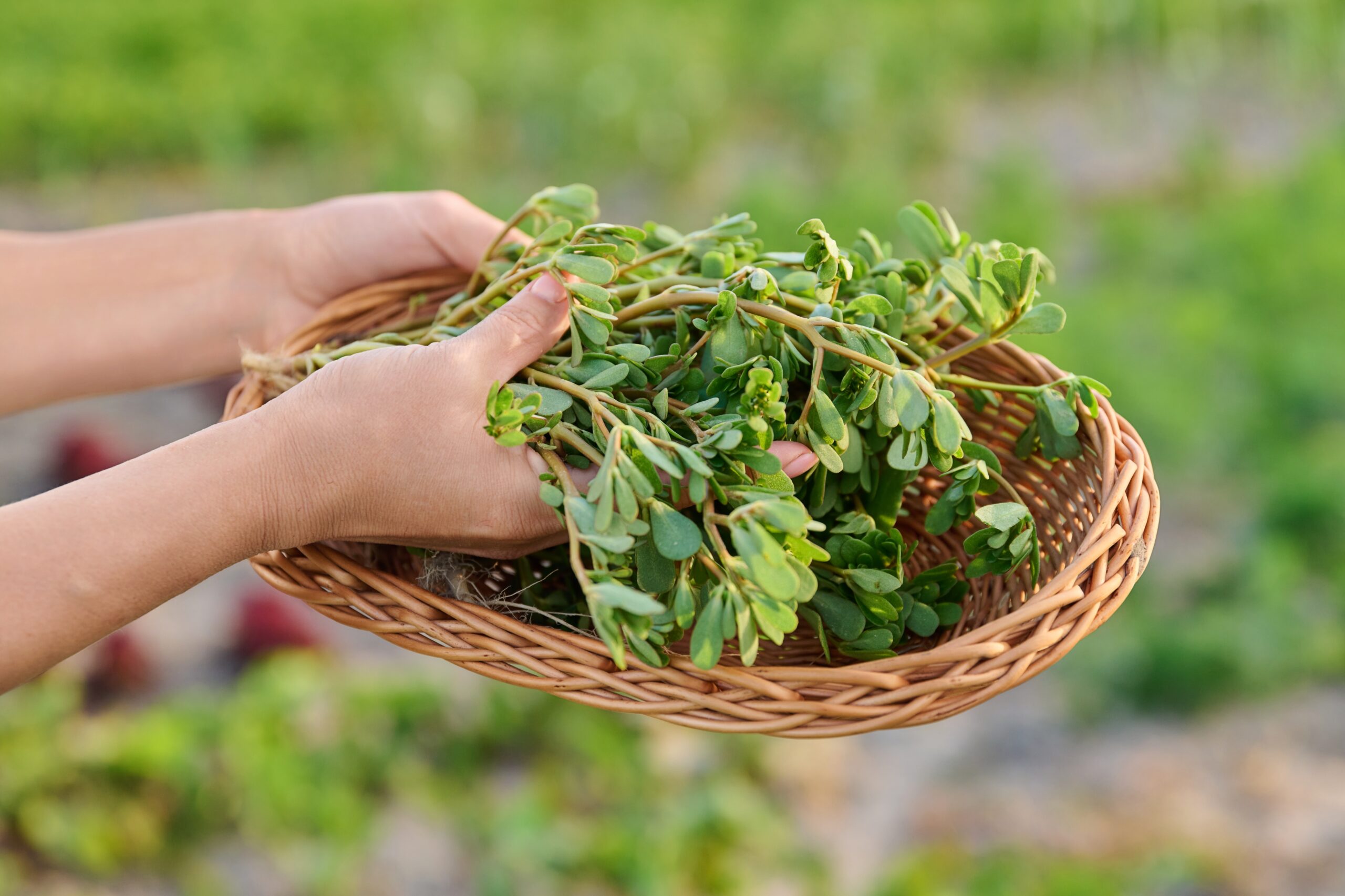 Purslane: A Wild Weed That Deserves a Place on Your Plate